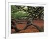 Historic Angel Oak Tree, Charleston, South Carolina, Usa-Joanne Wells-Framed Photographic Print