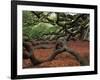 Historic Angel Oak Tree, Charleston, South Carolina, Usa-Joanne Wells-Framed Photographic Print