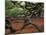 Historic Angel Oak Tree, Charleston, South Carolina, Usa-Joanne Wells-Mounted Photographic Print