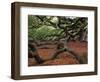 Historic Angel Oak Tree, Charleston, South Carolina, Usa-Joanne Wells-Framed Photographic Print