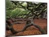 Historic Angel Oak Tree, Charleston, South Carolina, Usa-Joanne Wells-Mounted Photographic Print