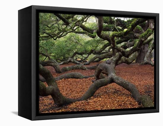 Historic Angel Oak Tree, Charleston, South Carolina, Usa-Joanne Wells-Framed Stretched Canvas