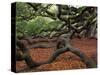 Historic Angel Oak Tree, Charleston, South Carolina, Usa-Joanne Wells-Stretched Canvas