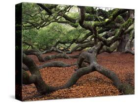 Historic Angel Oak Tree, Charleston, South Carolina, Usa-Joanne Wells-Stretched Canvas