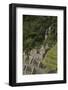 Historic ruins of Inca city at Winay Wayna, on the Inca Trail to Machu Picchu, Peru-David Wall-Framed Photographic Print