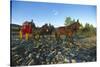 Historic stagecoach in Banff National Park, Alberta, Canada-null-Stretched Canvas