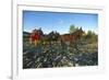 Historic stagecoach in Banff National Park, Alberta, Canada-null-Framed Art Print