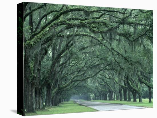 Historic Wormsloe Plantation, Savannah, Georgia, USA-Joanne Wells-Stretched Canvas