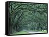 Historic Wormsloe Plantation, Savannah, Georgia, USA-Joanne Wells-Framed Stretched Canvas