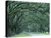 Historic Wormsloe Plantation, Savannah, Georgia, USA-Joanne Wells-Stretched Canvas