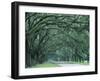 Historic Wormsloe Plantation, Savannah, Georgia, USA-Joanne Wells-Framed Photographic Print