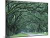 Historic Wormsloe Plantation, Savannah, Georgia, USA-Joanne Wells-Mounted Photographic Print