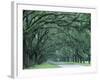 Historic Wormsloe Plantation, Savannah, Georgia, USA-Joanne Wells-Framed Photographic Print