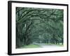 Historic Wormsloe Plantation, Savannah, Georgia, USA-Joanne Wells-Framed Photographic Print