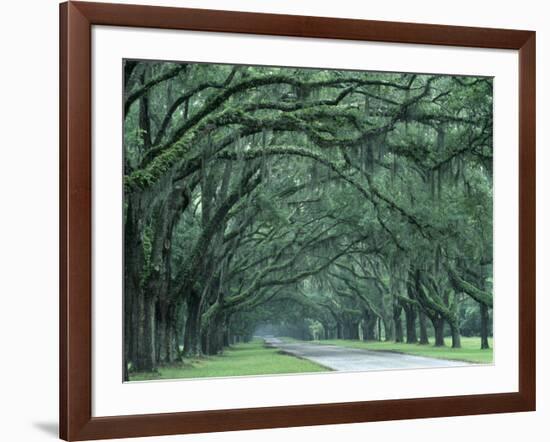 Historic Wormsloe Plantation, Savannah, Georgia, USA-Joanne Wells-Framed Photographic Print