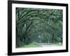 Historic Wormsloe Plantation, Savannah, Georgia, USA-Joanne Wells-Framed Photographic Print