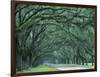 Historic Wormsloe Plantation, Savannah, Georgia, USA-Joanne Wells-Framed Photographic Print