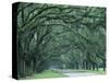 Historic Wormsloe Plantation, Savannah, Georgia, USA-Joanne Wells-Stretched Canvas