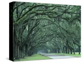 Historic Wormsloe Plantation, Savannah, Georgia, USA-Joanne Wells-Stretched Canvas