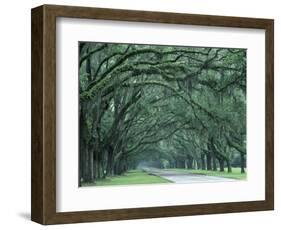 Historic Wormsloe Plantation, Savannah, Georgia, USA-Joanne Wells-Framed Photographic Print