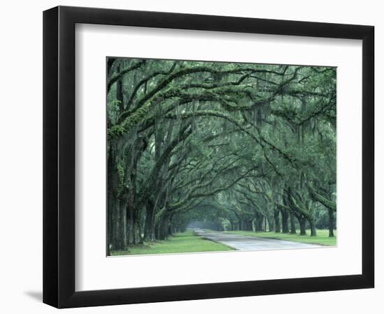 Historic Wormsloe Plantation, Savannah, Georgia, USA-Joanne Wells-Framed Photographic Print