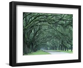 Historic Wormsloe Plantation, Savannah, Georgia, USA-Joanne Wells-Framed Photographic Print