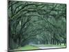 Historic Wormsloe Plantation, Savannah, Georgia, USA-Joanne Wells-Mounted Photographic Print