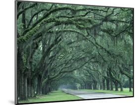 Historic Wormsloe Plantation, Savannah, Georgia, USA-Joanne Wells-Mounted Photographic Print