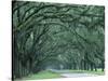 Historic Wormsloe Plantation, Savannah, Georgia, USA-Joanne Wells-Stretched Canvas