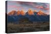 Historical Moulton barn at sunrise, Grand Teton National Park.-Adam Jones-Stretched Canvas