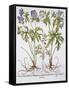 Canvas Black