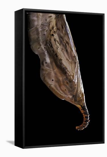 Historis Odius (Orion) - Pupa-Paul Starosta-Framed Stretched Canvas