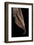 Historis Odius (Orion) - Pupa-Paul Starosta-Framed Photographic Print