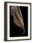 Historis Odius (Orion) - Pupa-Paul Starosta-Framed Photographic Print