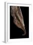 Historis Odius (Orion) - Pupa-Paul Starosta-Framed Photographic Print