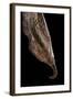 Historis Odius (Orion) - Pupa-Paul Starosta-Framed Photographic Print