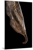 Historis Odius (Orion) - Pupa-Paul Starosta-Mounted Photographic Print