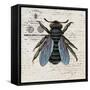 History Bee II-Karen Smith-Framed Stretched Canvas
