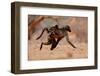 Hitching a ride, 2019,-Eric Meyer-Framed Photographic Print