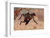 Hitching a ride, 2019,-Eric Meyer-Framed Photographic Print