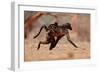 Hitching a ride, 2019,-Eric Meyer-Framed Photographic Print