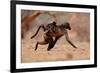 Hitching a ride, 2019,-Eric Meyer-Framed Photographic Print