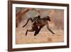 Hitching a ride, 2019,-Eric Meyer-Framed Photographic Print