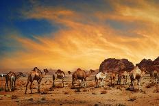 Camels In Wadi Rum-hitdelight-Mounted Art Print