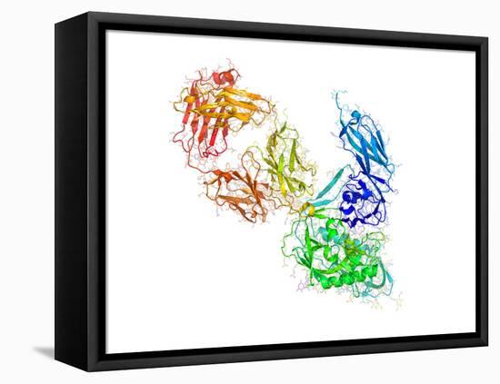 HIV Antibody Therapy-Laguna Design-Framed Stretched Canvas