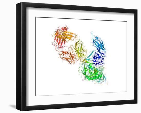 HIV Antibody Therapy-Laguna Design-Framed Photographic Print