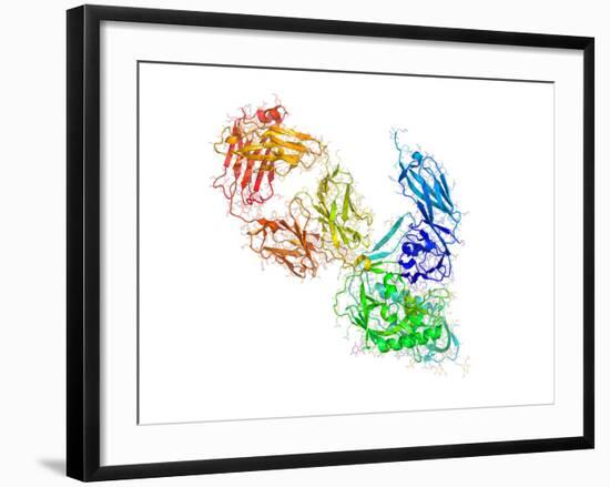 HIV Antibody Therapy-Laguna Design-Framed Photographic Print