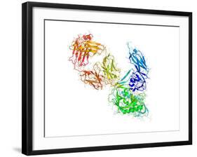 HIV Antibody Therapy-Laguna Design-Framed Photographic Print