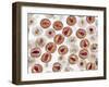 HIV Particles, TEM-Ami Images-Framed Photographic Print