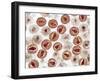 HIV Particles, TEM-Ami Images-Framed Photographic Print